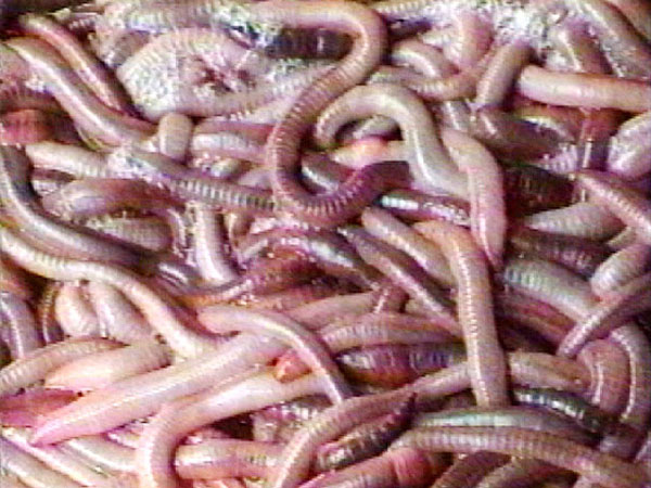SmedWorms