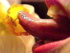 Penetrating the Flower
