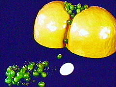 Grapes on Fake Buttocks with Egg